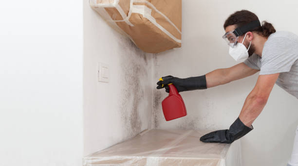 Professional Basement Mold Remediation technician working in Deer Park, WA